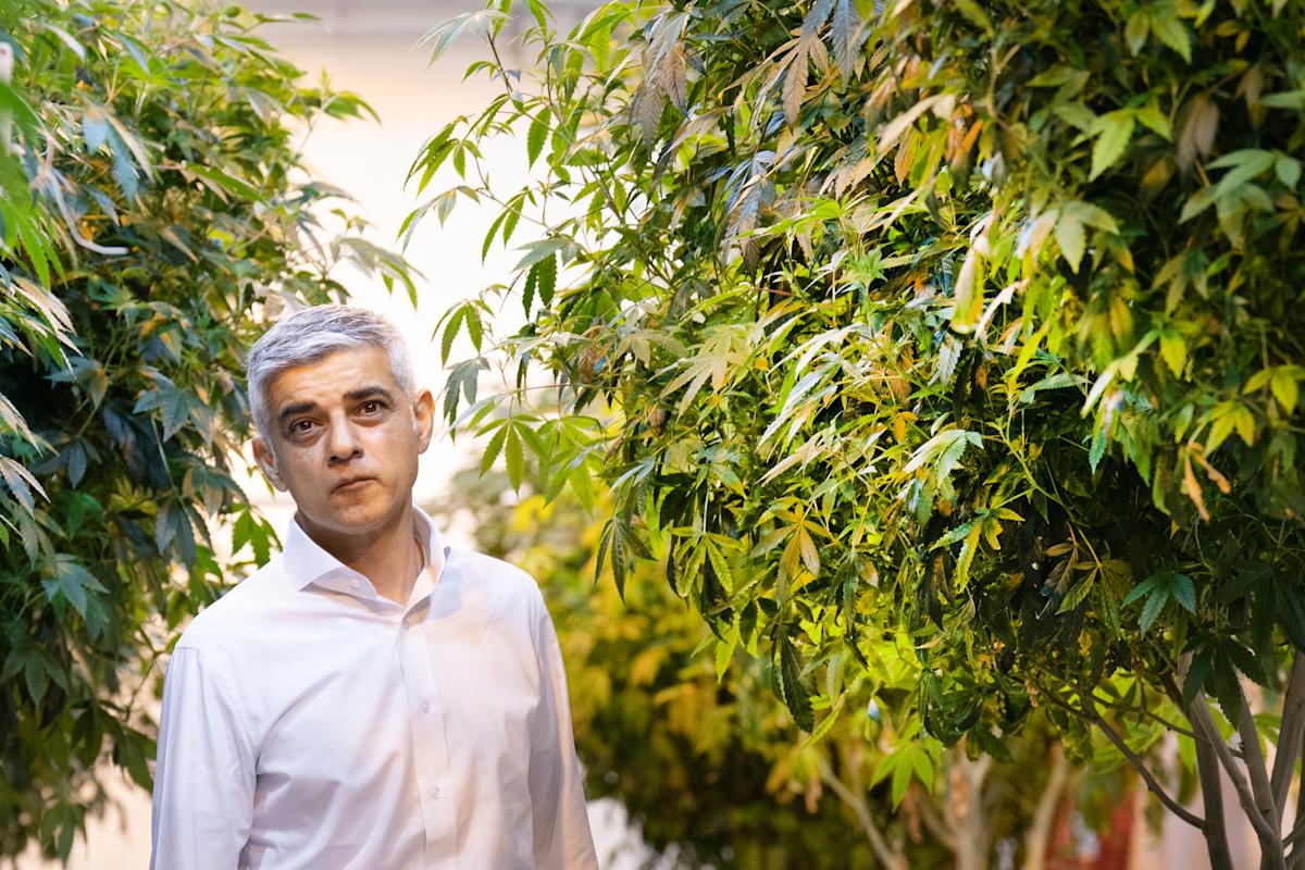 Does 'decriminalising' cannabis mean people can legally buy it?