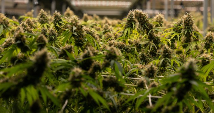 $4.8M worth of cannabis destined for Spain seized by CBSA in Montreal - Montreal