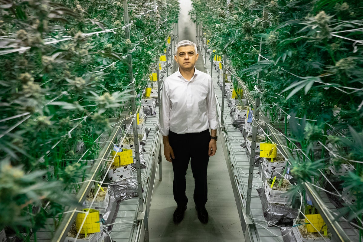Why it’s high time we changed the law on cannabis