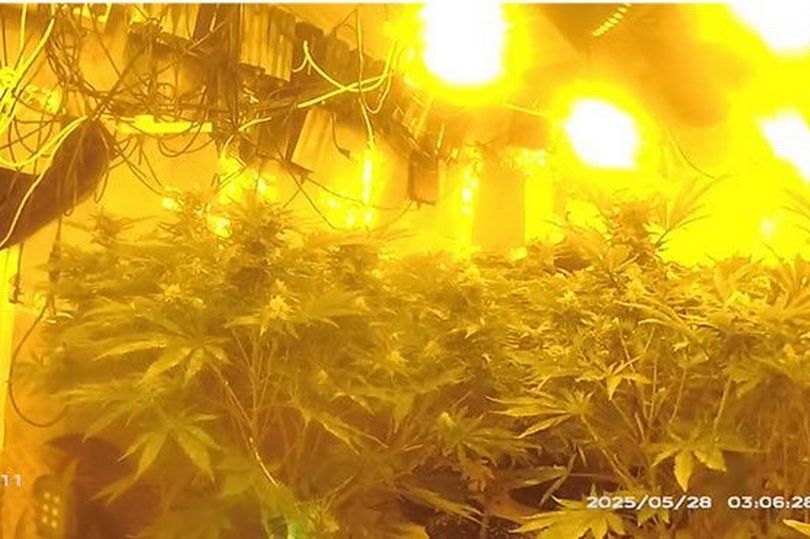 Cannabis factory of 150 plants uncovered in Sneinton terraced home by police