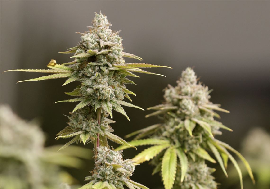 Pa. senators try to reboot marijuana legalization push with new ideas for oversight