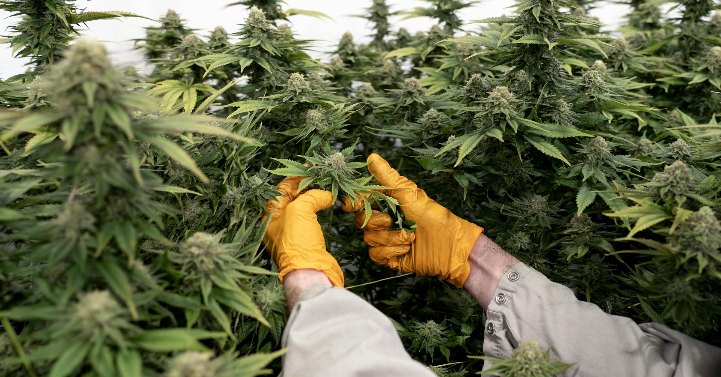 Cannabis taxes, generational differences, Lola Perpich, trans athletes