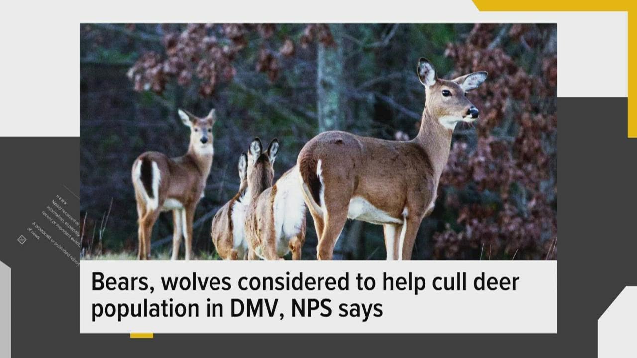 Amazon's new HQ2 inspires jokes; truck carrying weed crashes on 4-20; NPS wants to use bears, wolves