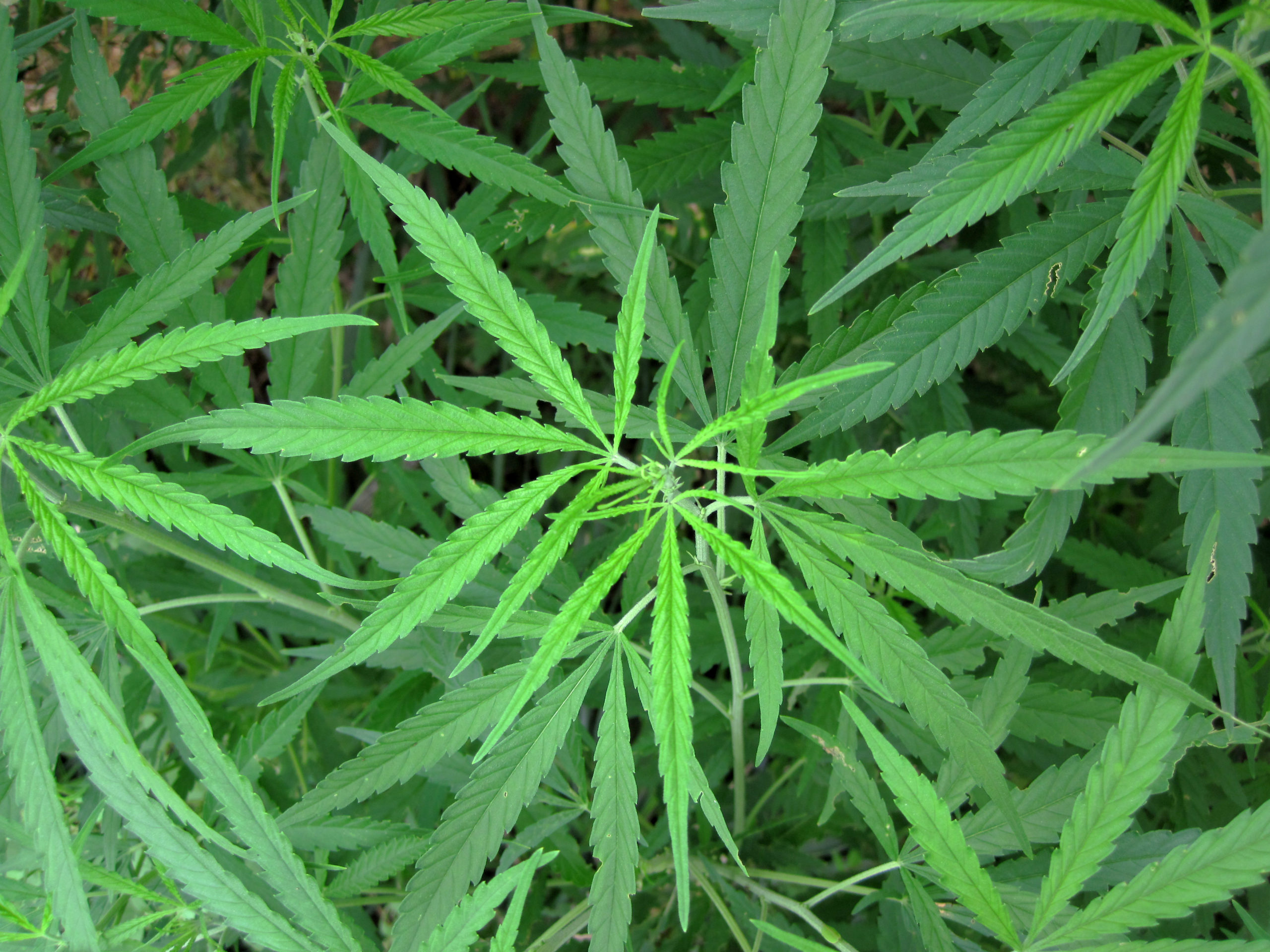 It's time for a sensible approach to cannabis in Pennsylvania
