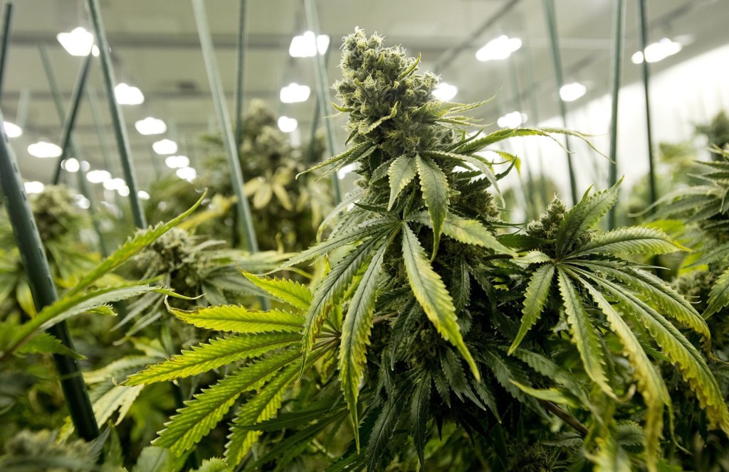 MP approves extension for cannabis business – The Morning Sun
