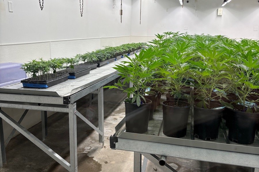 Pulling back the covers on cannabis