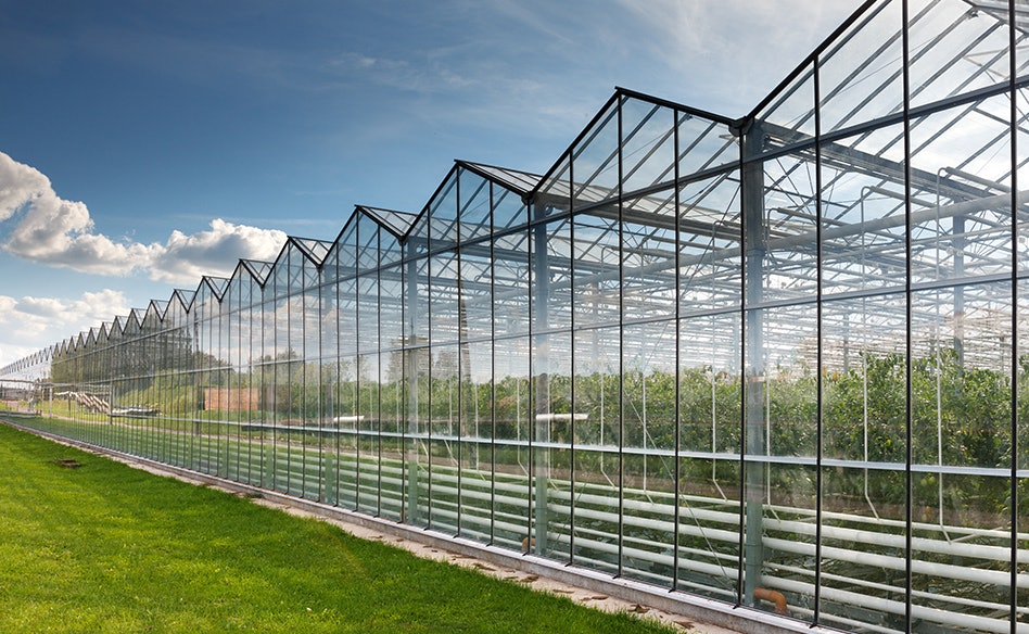 ACT Launches Webinar Series to Help US Growers Modernize Greenhouse Production