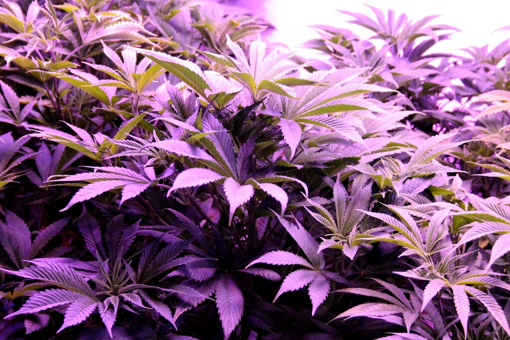 Cannabis business can continue while Caribou leaders mull laws