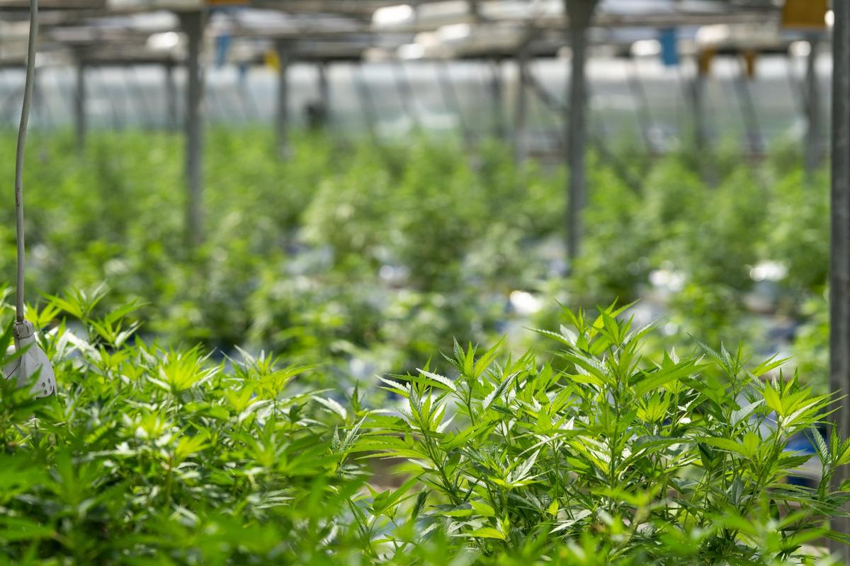 Sauk Rapids Prepares For Uncle Hippies Cannabis Facility Review
