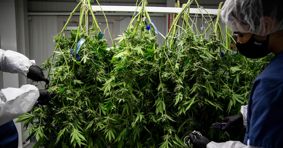 Before embracing legalized marijuana, read the research