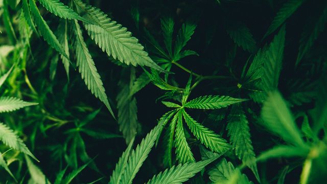 Most Complete Cannabis Genome Map Unlocks Crop Potential