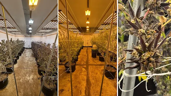 350 pounds of THC/cannabis products seized from Bronx grow house