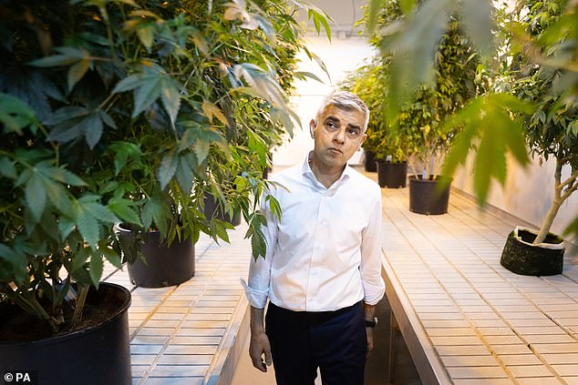 The needless deaths caused by cannabis: The suicide of a talented violinist, a father brutally murdered on a train in front of his young son, an addict mother who drowned her two small children and an entire family wiped out by a knife maniac
