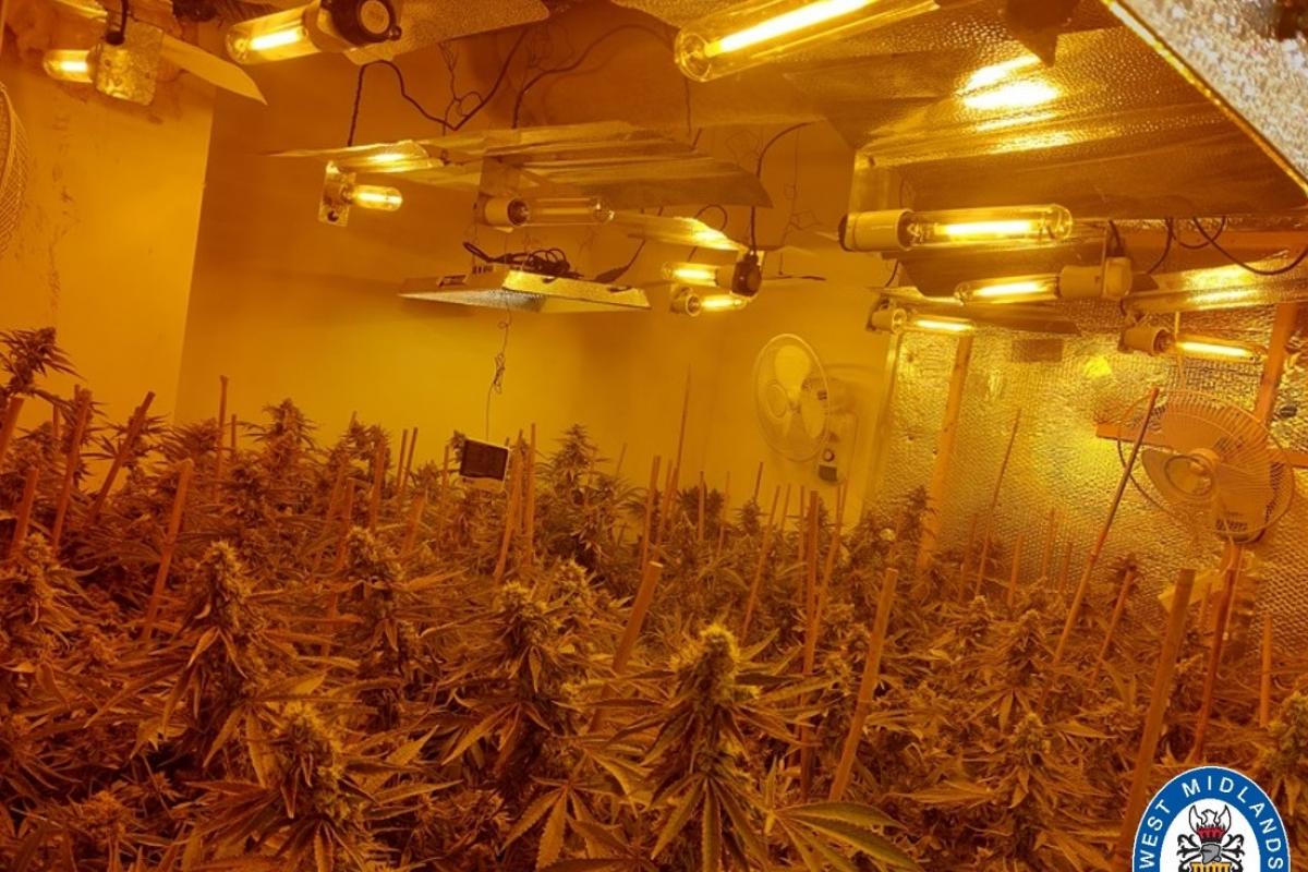 Man charged after police uncover cannabis factory