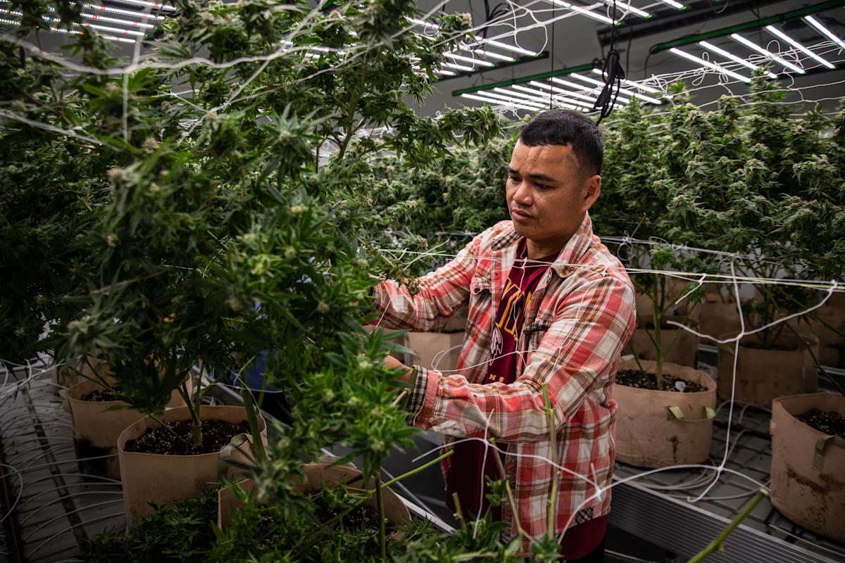 Why new cannabis companies face high barriers to entry
