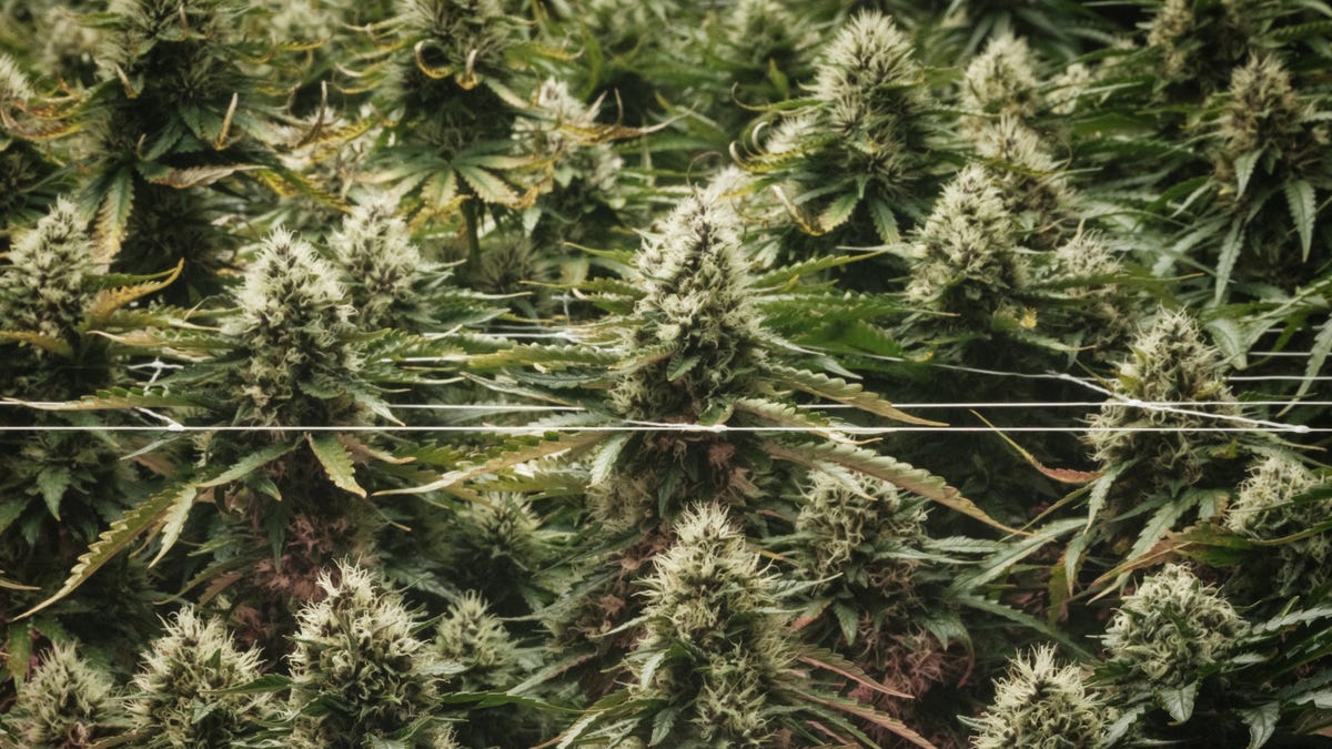 Are edibles better for you than smoking weed? New study suggests not