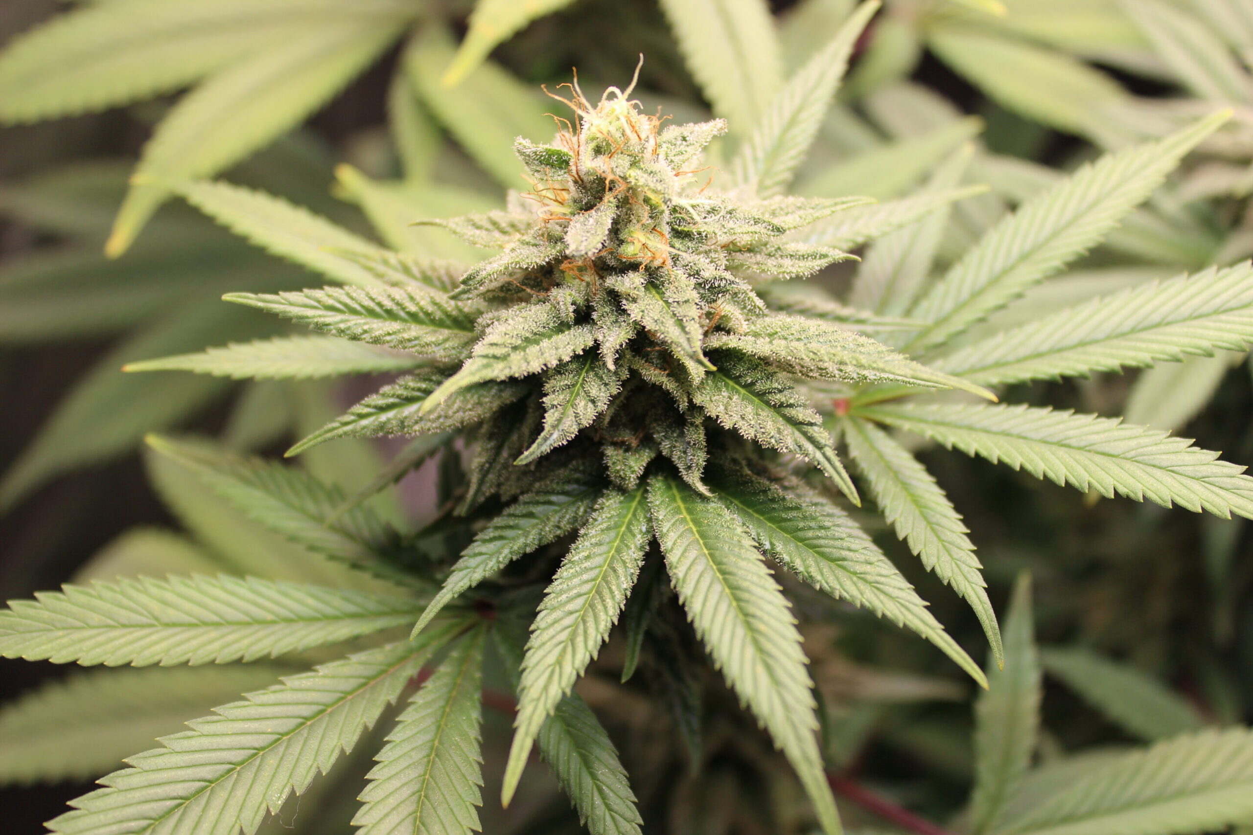Cannabis pangenome reveals potential for medicinal and industrial use
