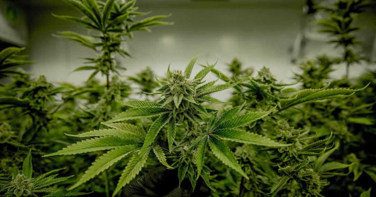 Texas Medical Cannabis 'Compassionate Use Program' Expansion Bill Heads to Abbott's Desk | Healthcare
