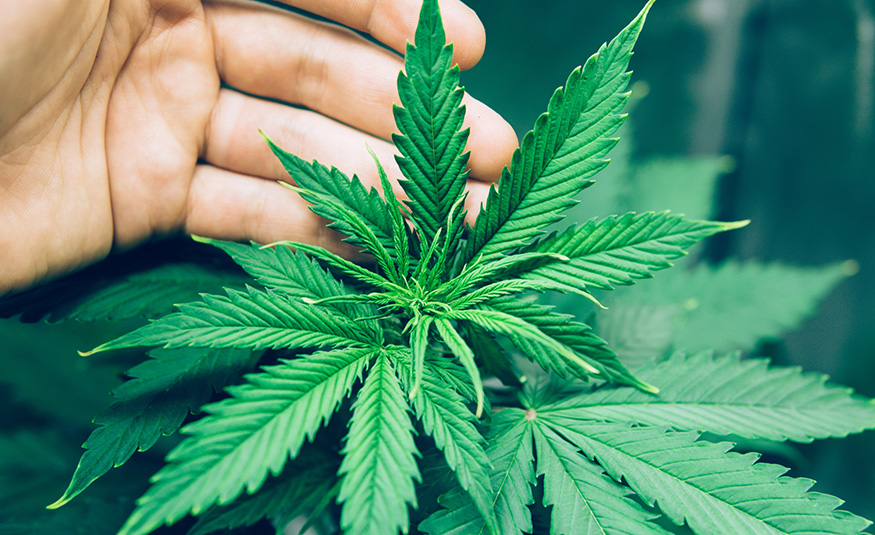 Cannabis dispensary workers in Eatontown unionize