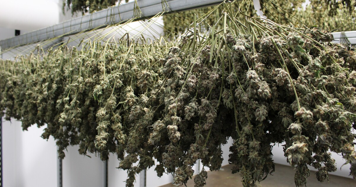 Vermont lawmakers reject proposal to allow cannabis growers to sell directly to consumers