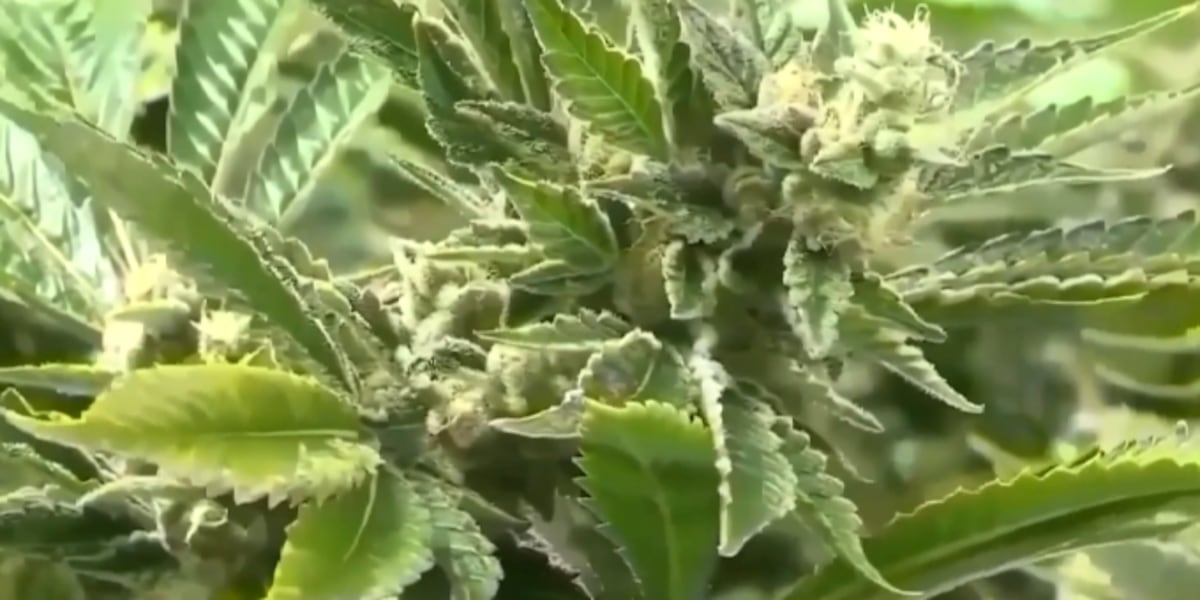 New grant provides resources for farmers looking to grow in the cannabis industry; application closes soon