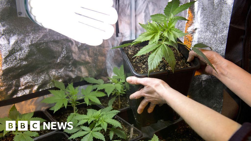 Four on trial for smuggling cannabis via post