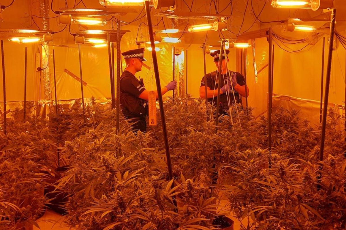 Two jailed after 500 cannabis plants found inside home