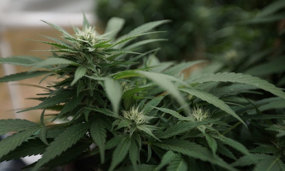 Newly IDed cannabis genetic markers could lead to "enhanced" strains (Newsletter: June 4, 2025)