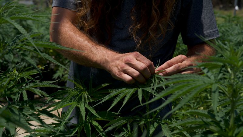 Texas THC laws: A controversial new ban on popular products awaits the governor’s signature