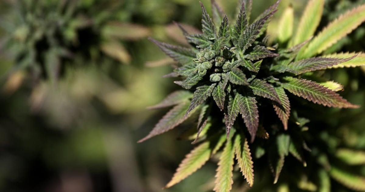 Massachusetts lawmakers poised to approve major cannabis bill on Wednesday – Boston 25 News