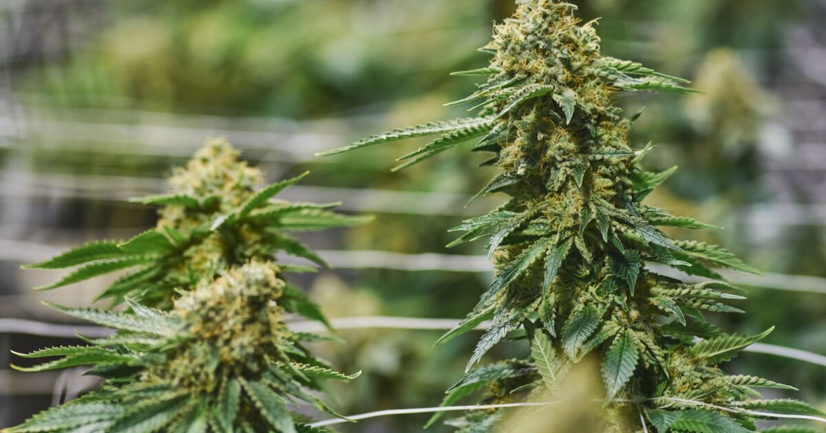 Banks and businesses deserve clarity on the legal treatment of cannabis