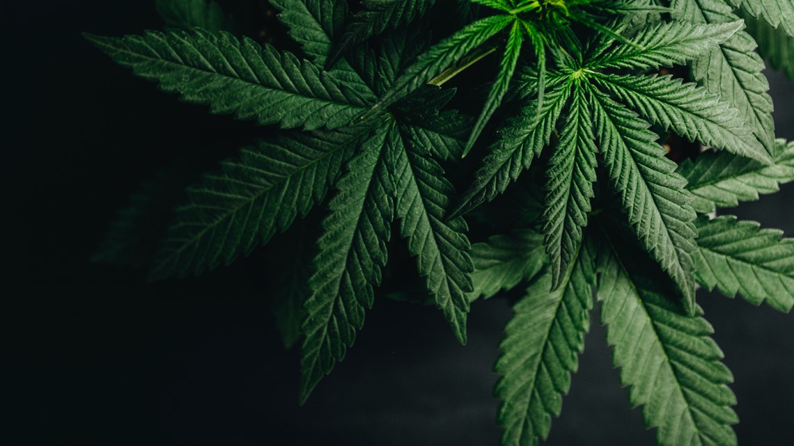 Stein launches cannabis task force, seeking to regulate THC in NC