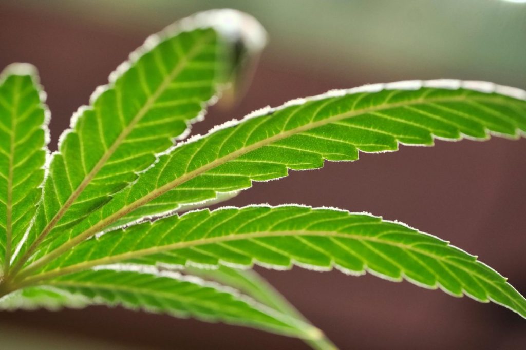 Mass. House approves major oversight reforms for Cannabis Control Commission