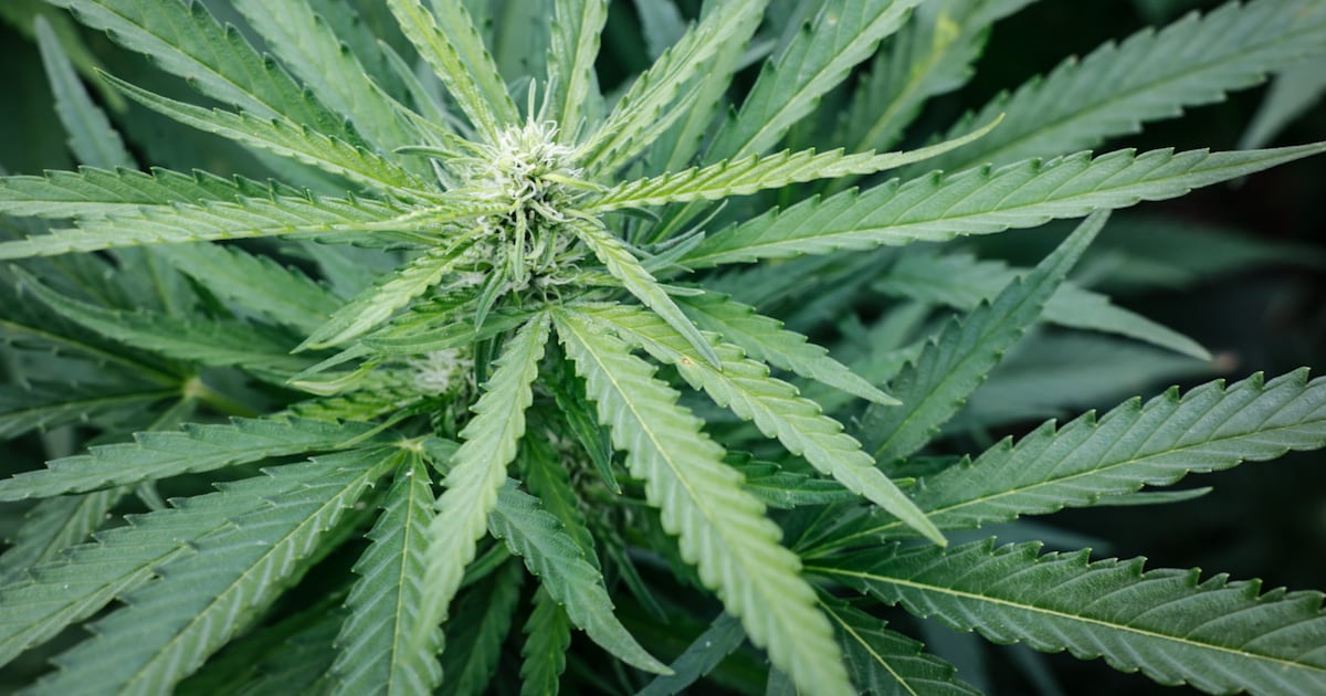 Miamisburg bans cannabis businesses before state law changes