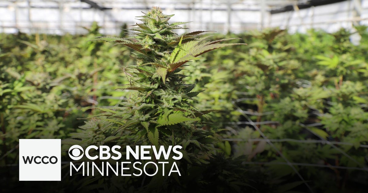 A few cannabis business owners won big in Minnesota's lottery