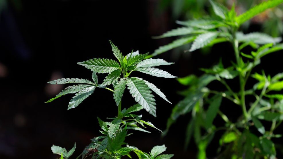 Ohio updates non-medical cannabis sales limits effective June 4