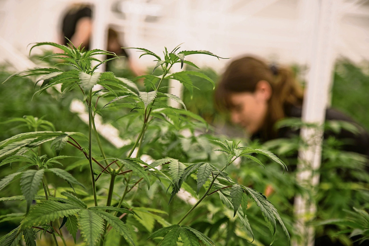 Ohio’s cannabis crossroads - finding a responsible balance for reforms: Fawad Taj