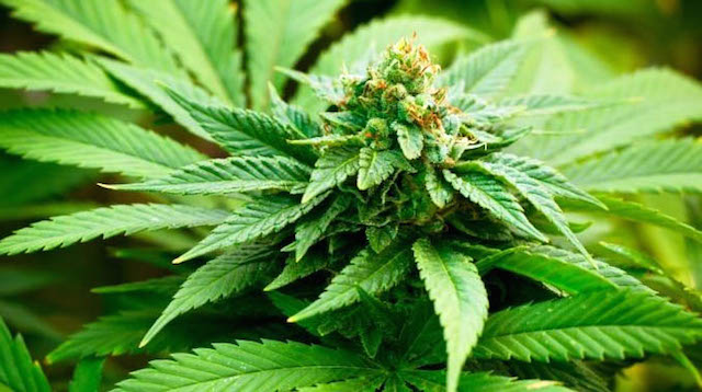 Antigua and Barbuda to introduce legislation to expunge cannabis convictions