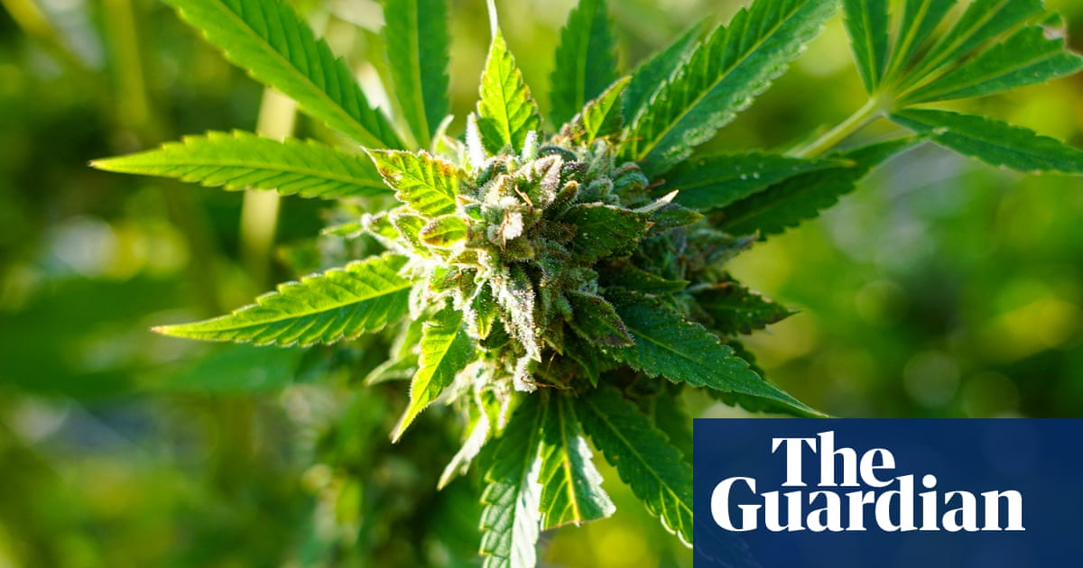 It’s high time Britain had another conversation about cannabis | Cannabis