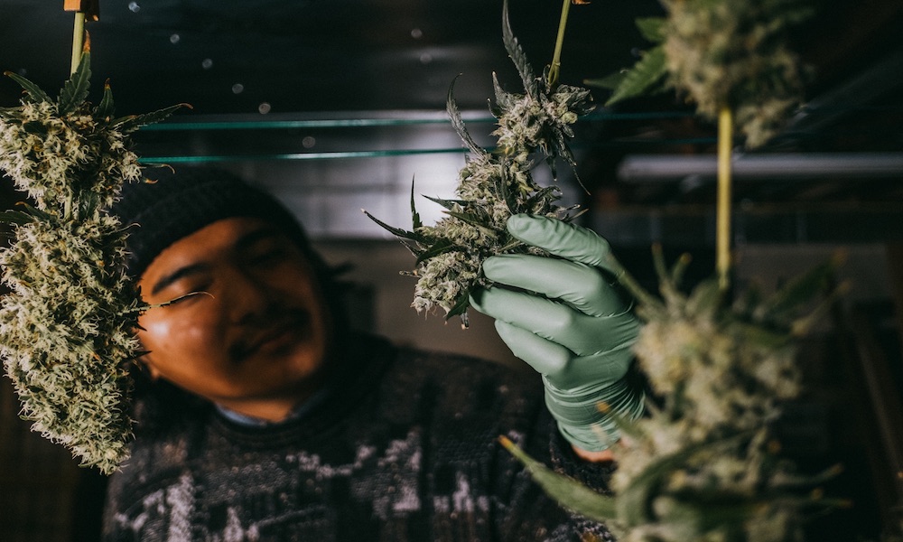 ILGM Contributes to Rising Cannabis Homegrow Movement