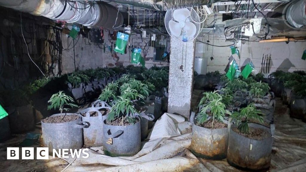 Arrest in Rowley Regis as hundreds of cannabis plants seized