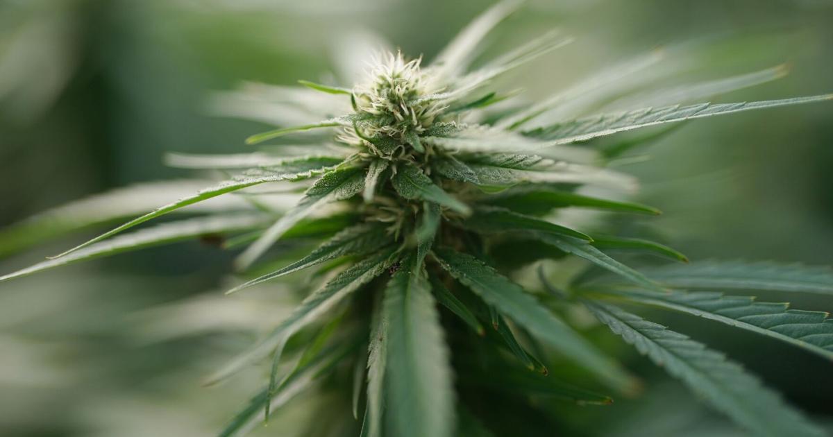 Cannabis recalled in New York for containing pesticides