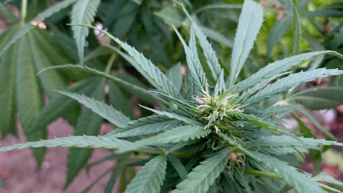 San Diego cannabis dispensaries may open later: Here's when
