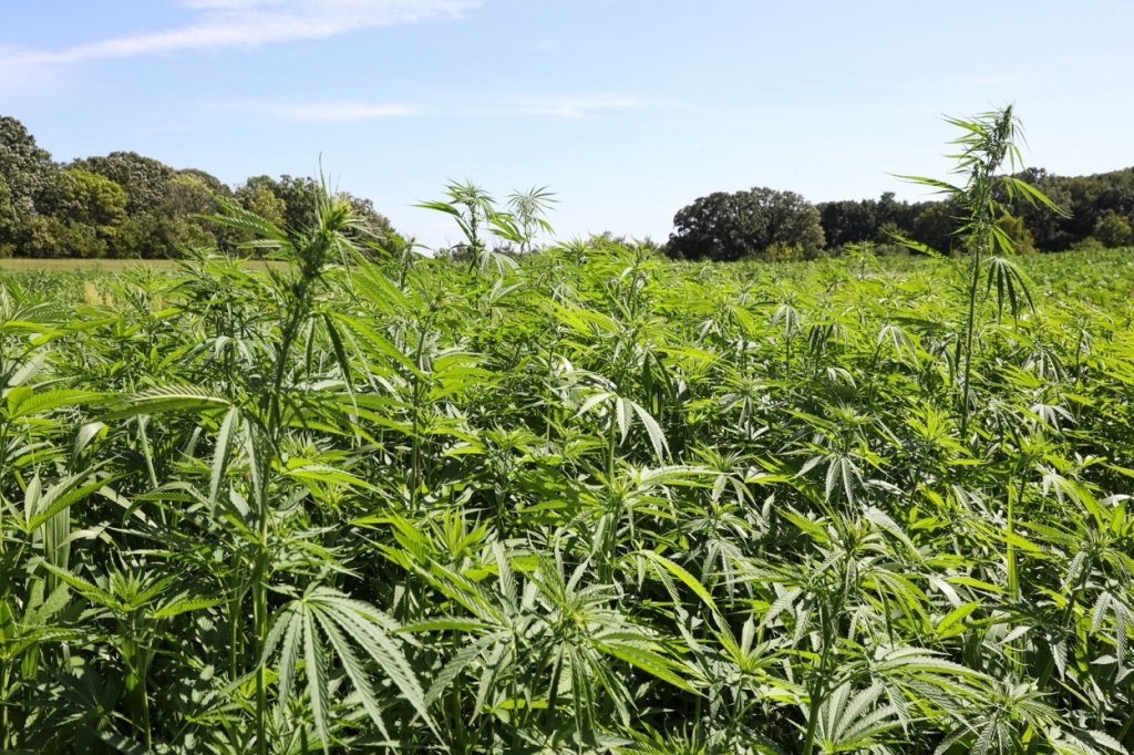 Minn. might undermine legal weed before it starts