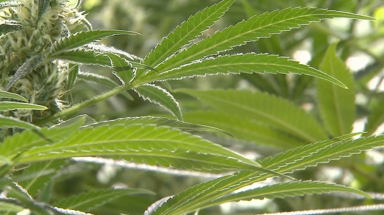Tax on adult use cannabis to increase