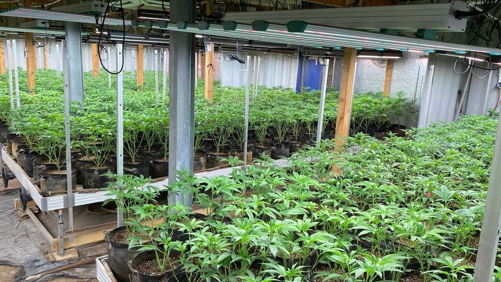 Oregon bill targets illegal cannabis grows, aims to curb water theft and human trafficking