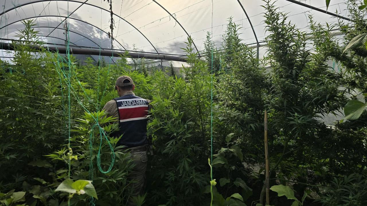 Türkiye seizes over 12M cannabis plants in massive anti-narcotics operation