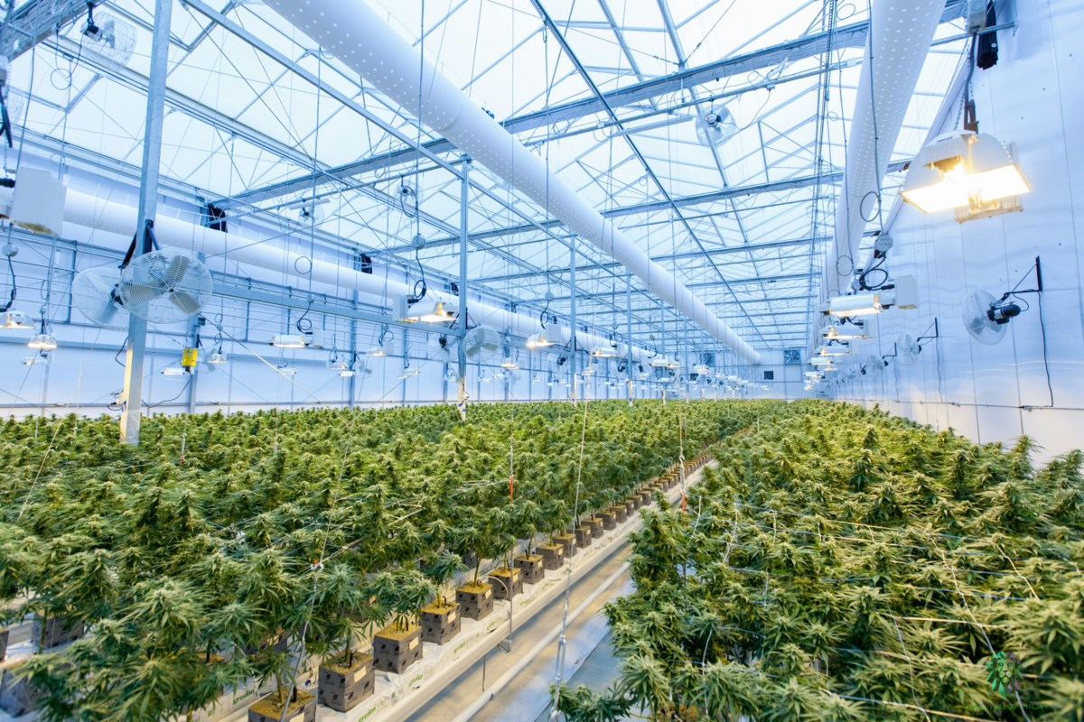 BC cannabis sector faces headwinds from tariffs and red tape