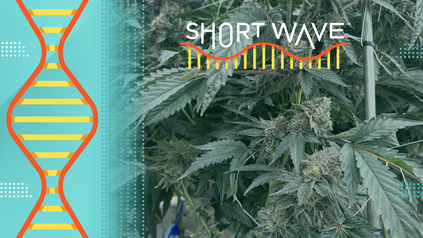 Weed's signature skunky smell is changing with the times : Short Wave : NPR