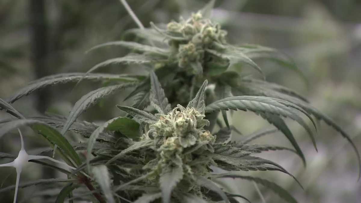 Studies and review papers regarding the impact of cannabis on youth mental health